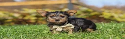 Yorkshire Terrier dogs for sale: Rowan - Ad 4