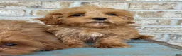 Cavapoo dogs for sale: Apple - Ad 1