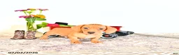 Miniature Dachshund dogs for sale: Casey - Ad 4