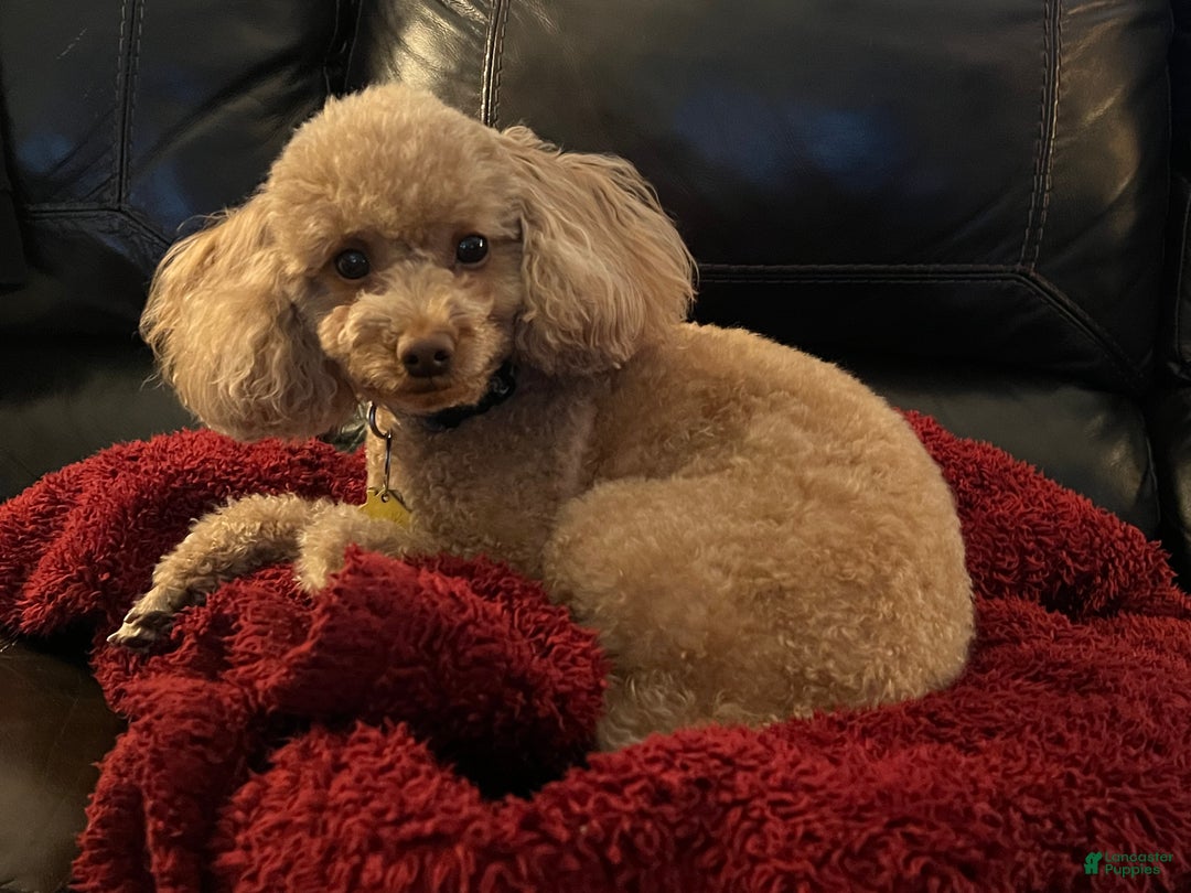 Toy Poodle dogs for sale: Michelangelo - Ad 4