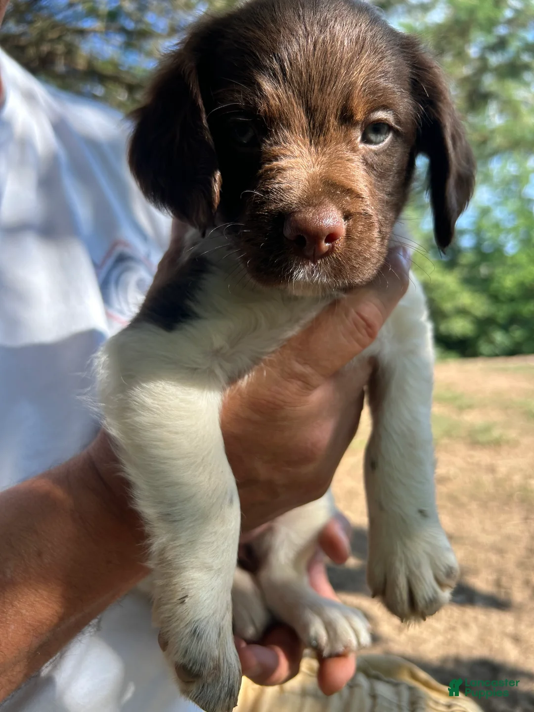 Brittany Spaniel dogs for sale: Brittany Spaniel 1 - Ad 5