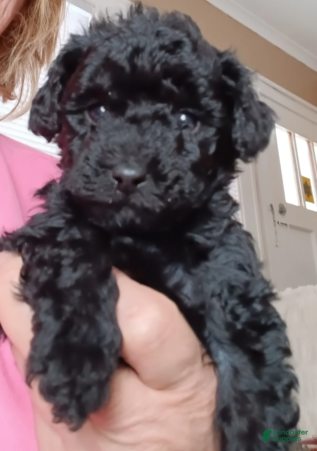 Cavapoo dogs for sale: Cavapoo Puppy 2 - Ad 1