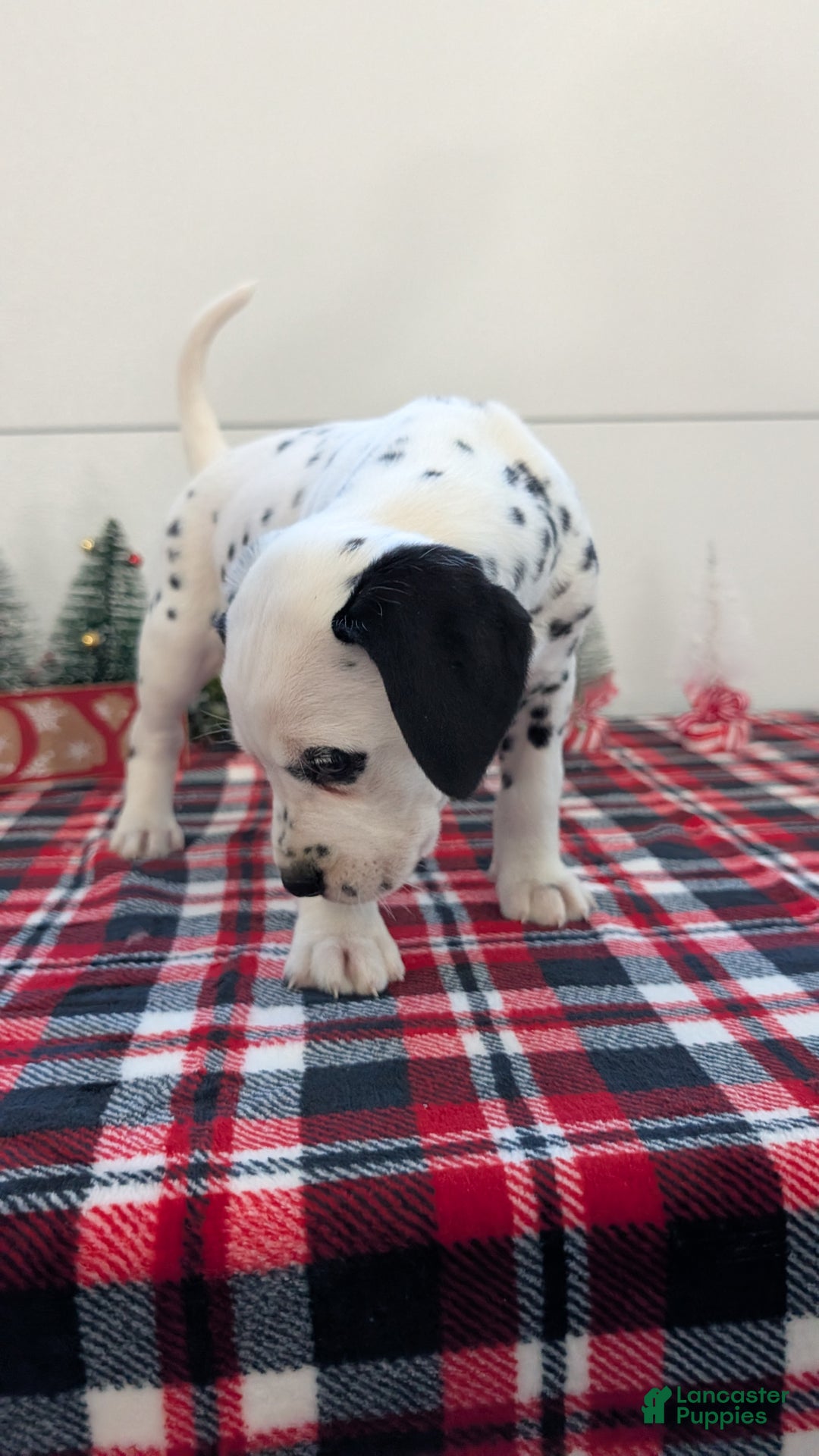 Dalmatian dogs for sale: Sadie - Ad 5