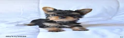 Yorkshire Terrier dogs for sale: Rusty - Ad 1