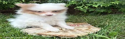 Pomeranian dogs for sale: Oliver - Ad 3