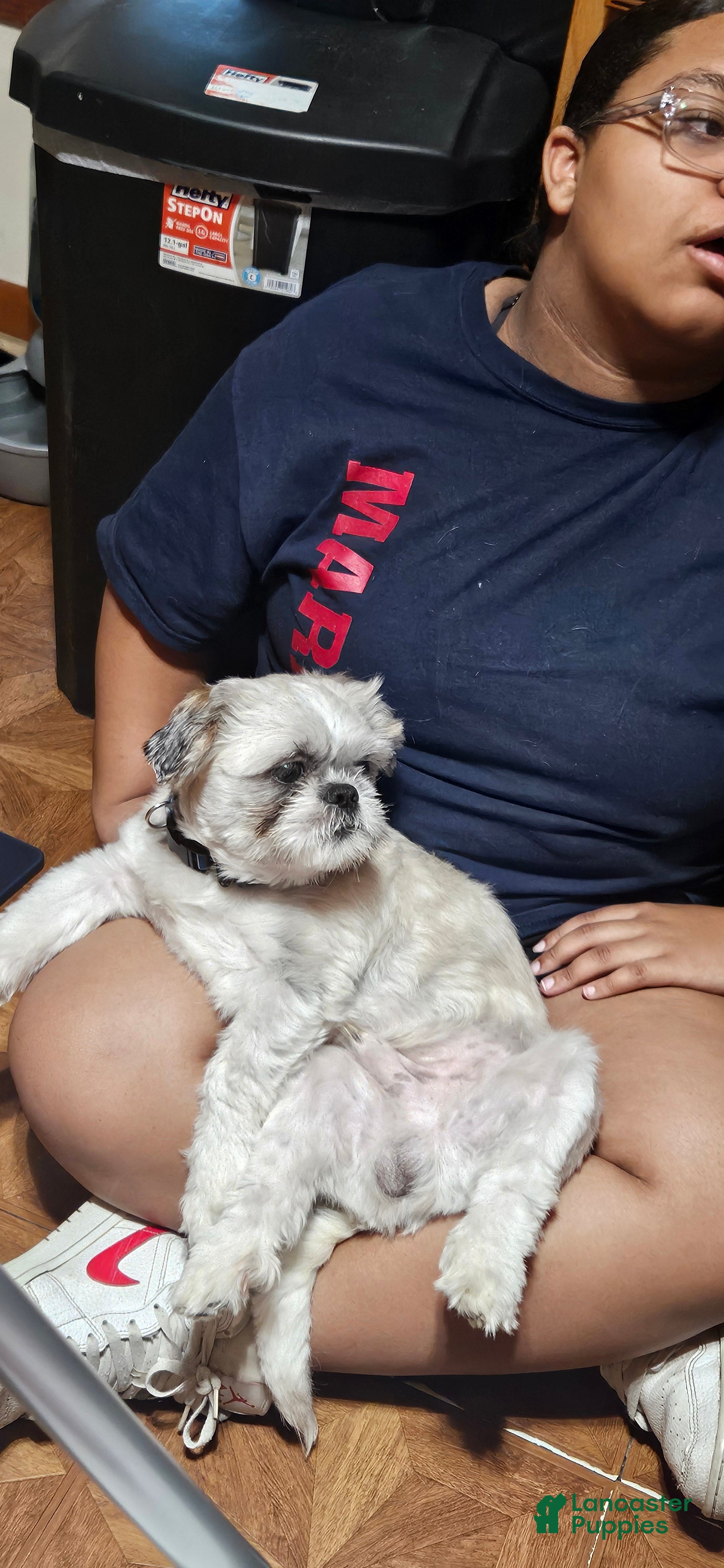 Shih Tzu dogs for sale: Henry - Ad 1