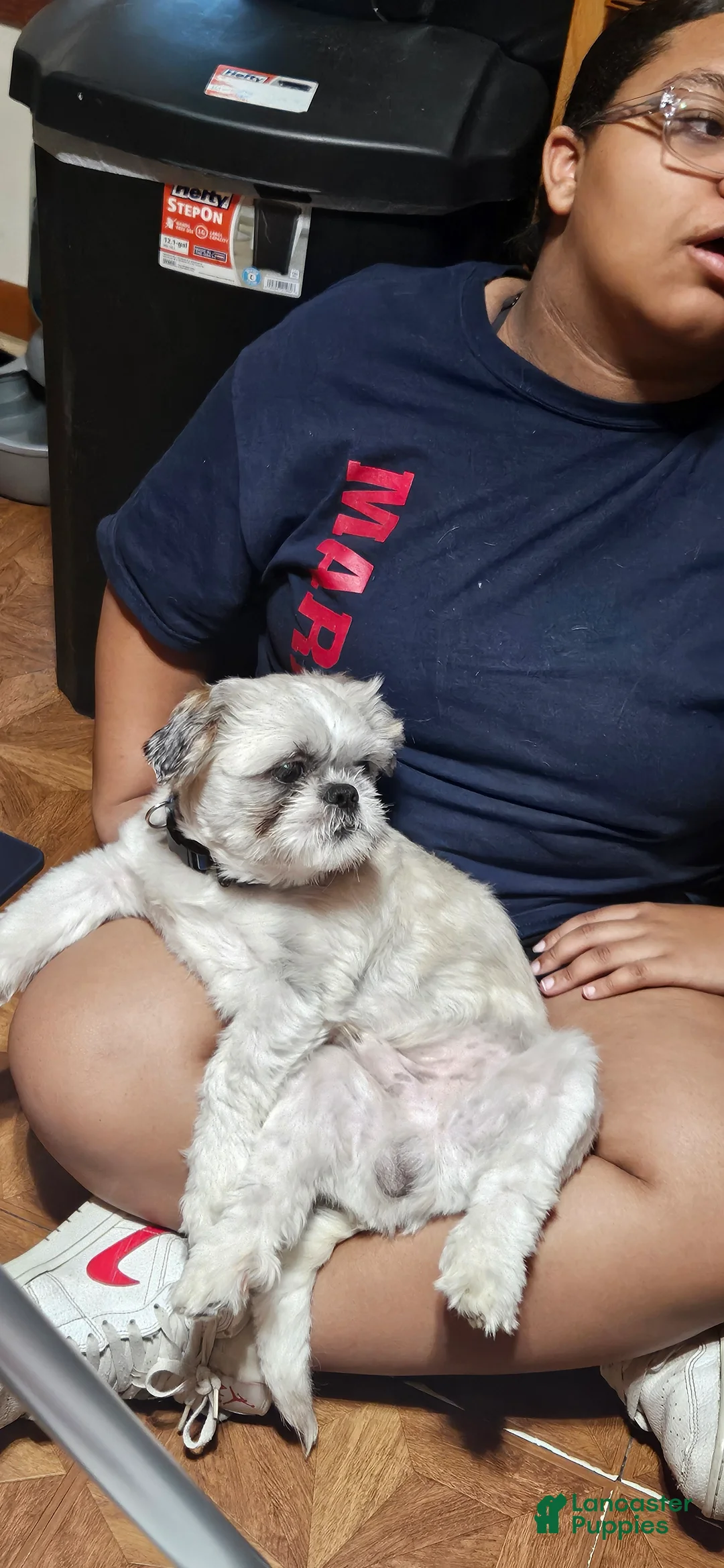 Shih Tzu dogs for sale: Henry - Ad 1