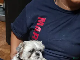 Shih Tzu dogs Henry - Ad 36