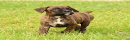 Boxer dogs for sale: Max - Ad 9