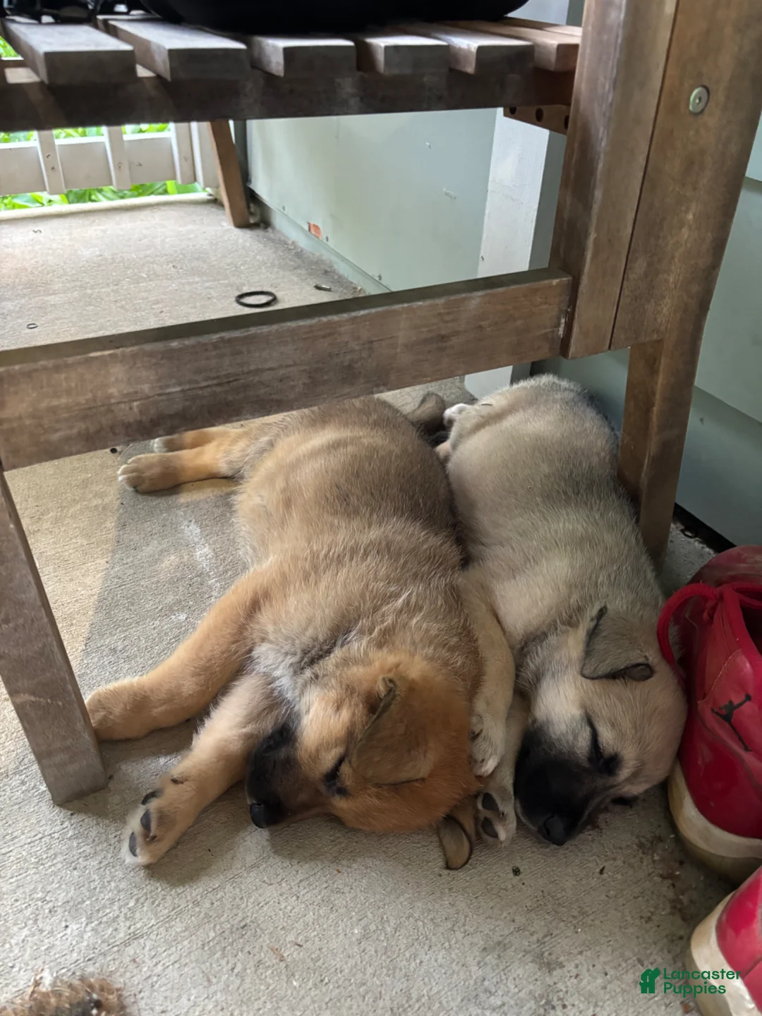Mixed Breed dogs for sale: Mixed Breed Puppy 1 - Ad 1