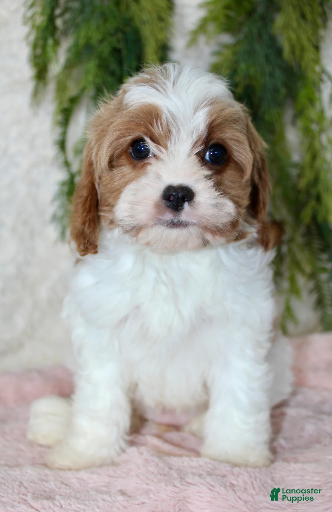 Cavapoo dogs for sale: Cavapoo 3 - Ad 2