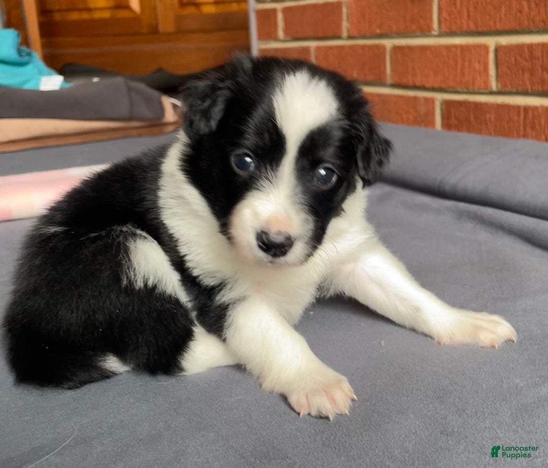 Mixed Breed dogs for sale: J - Female - Ad 3