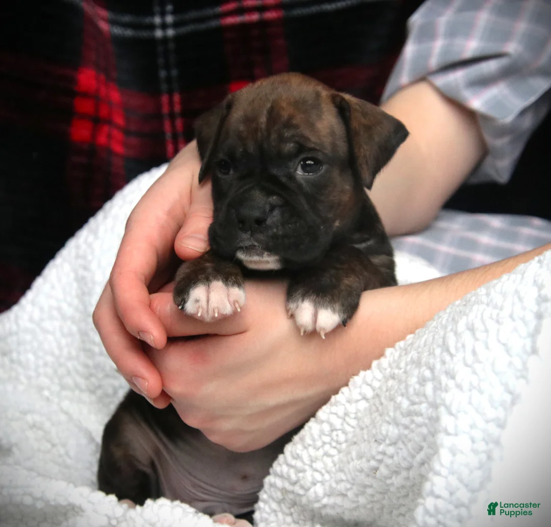 Boxer dogs for sale: Monty - Ad 5