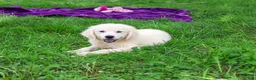 Golden Retriever dogs for sale: Tallulah - Ad 2