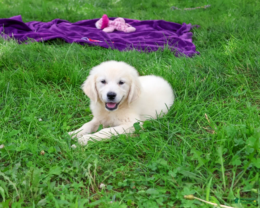 Golden Retriever dogs for sale: Tallulah - Ad 2