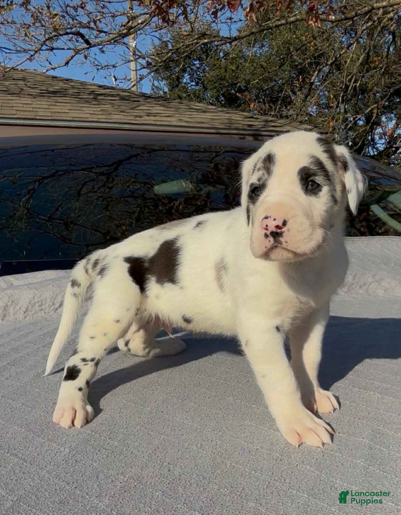 Great Dane dogs Apollo - Ad 2