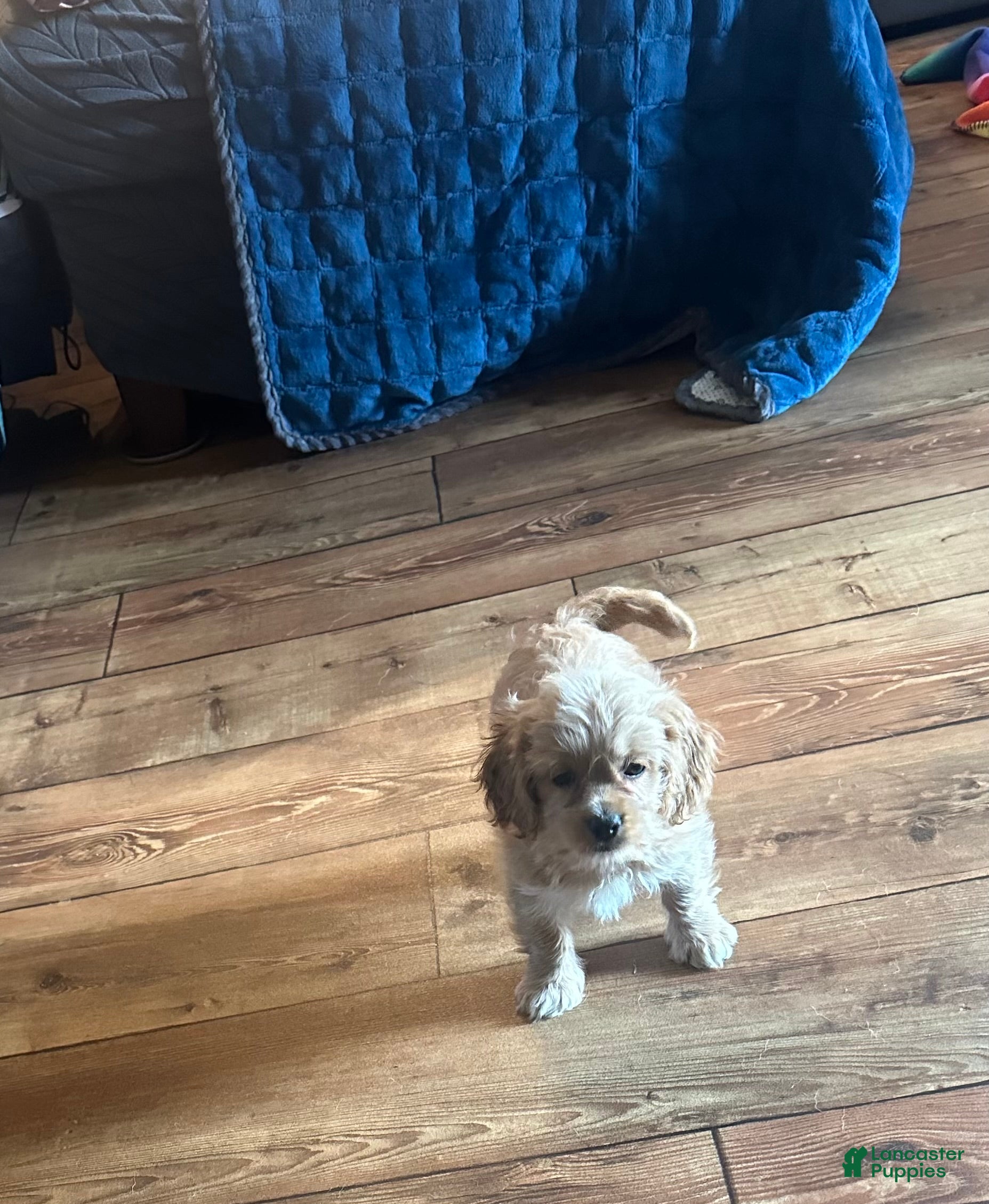 Cockapoo dogs Charlie - Ad 3