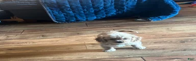 Charlie