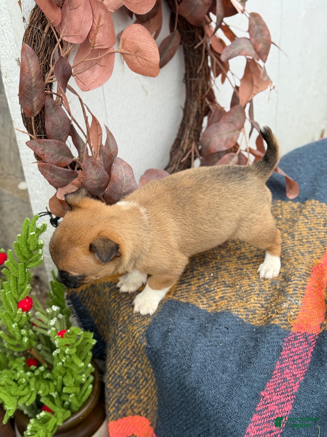 Chihuahua dogs for sale: Bandit - Ad 7