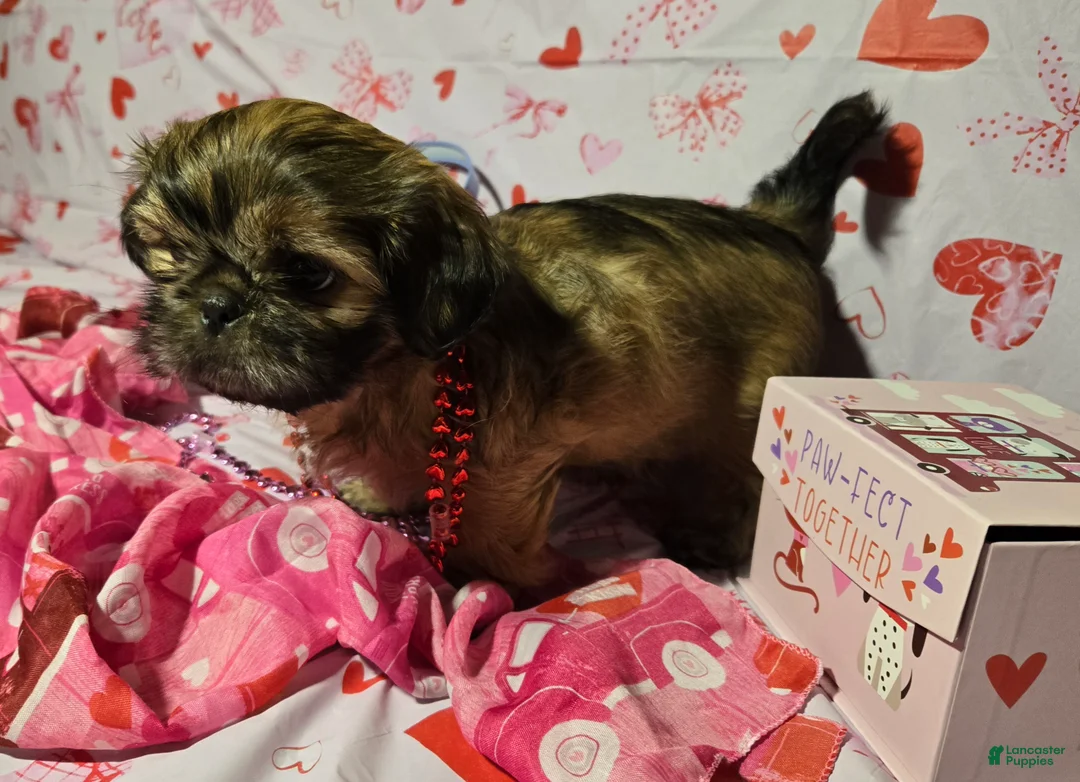 Shih Tzu dogs for sale: Dallas - Ad 43