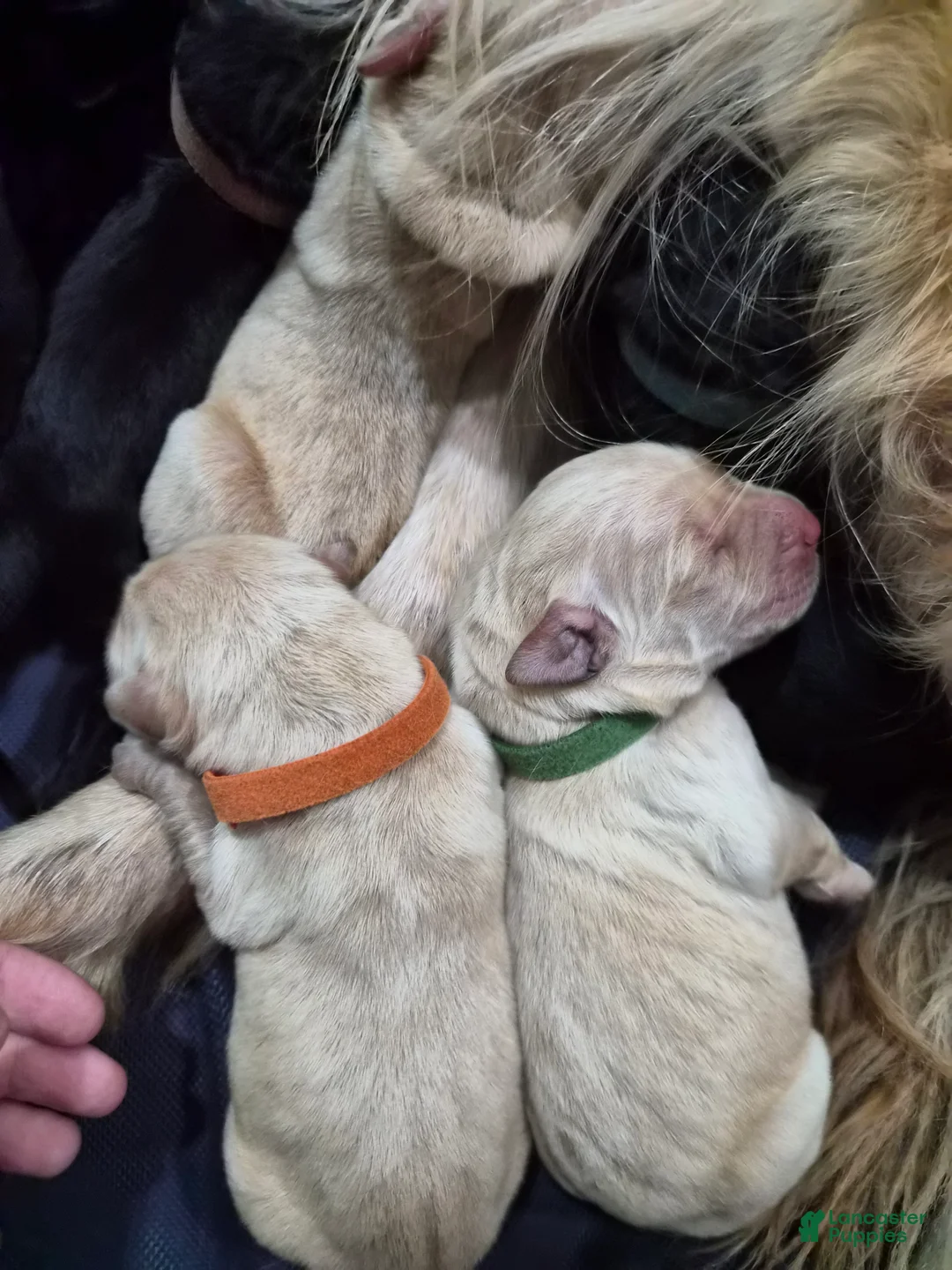 Goldador dogs for sale: Ace - Ad 2