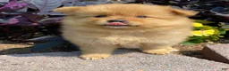Pomeranian dogs for sale: Pomeranian 5 - Ad 2