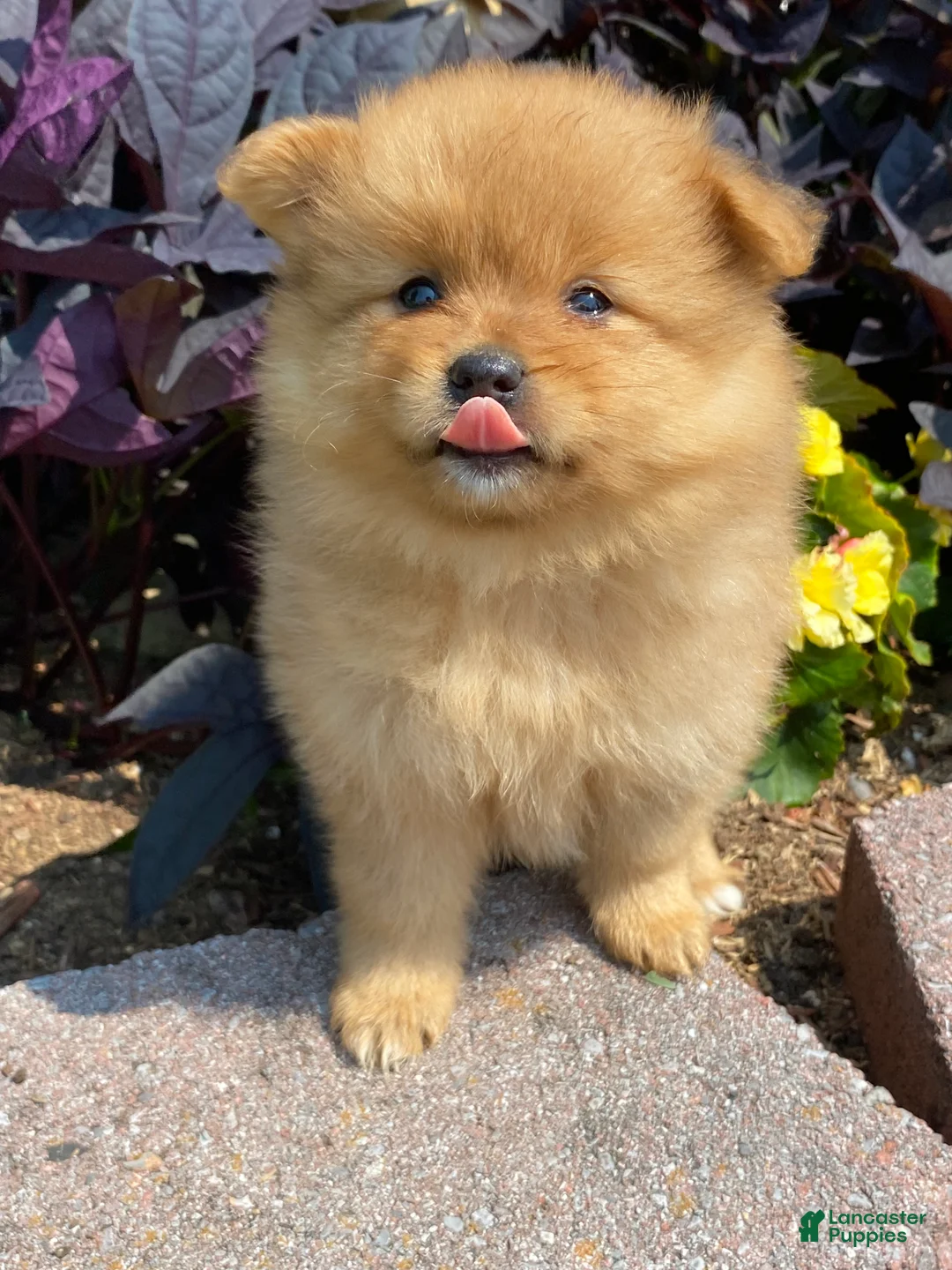 Pomeranian dogs for sale: Pomeranian 5 - Ad 2