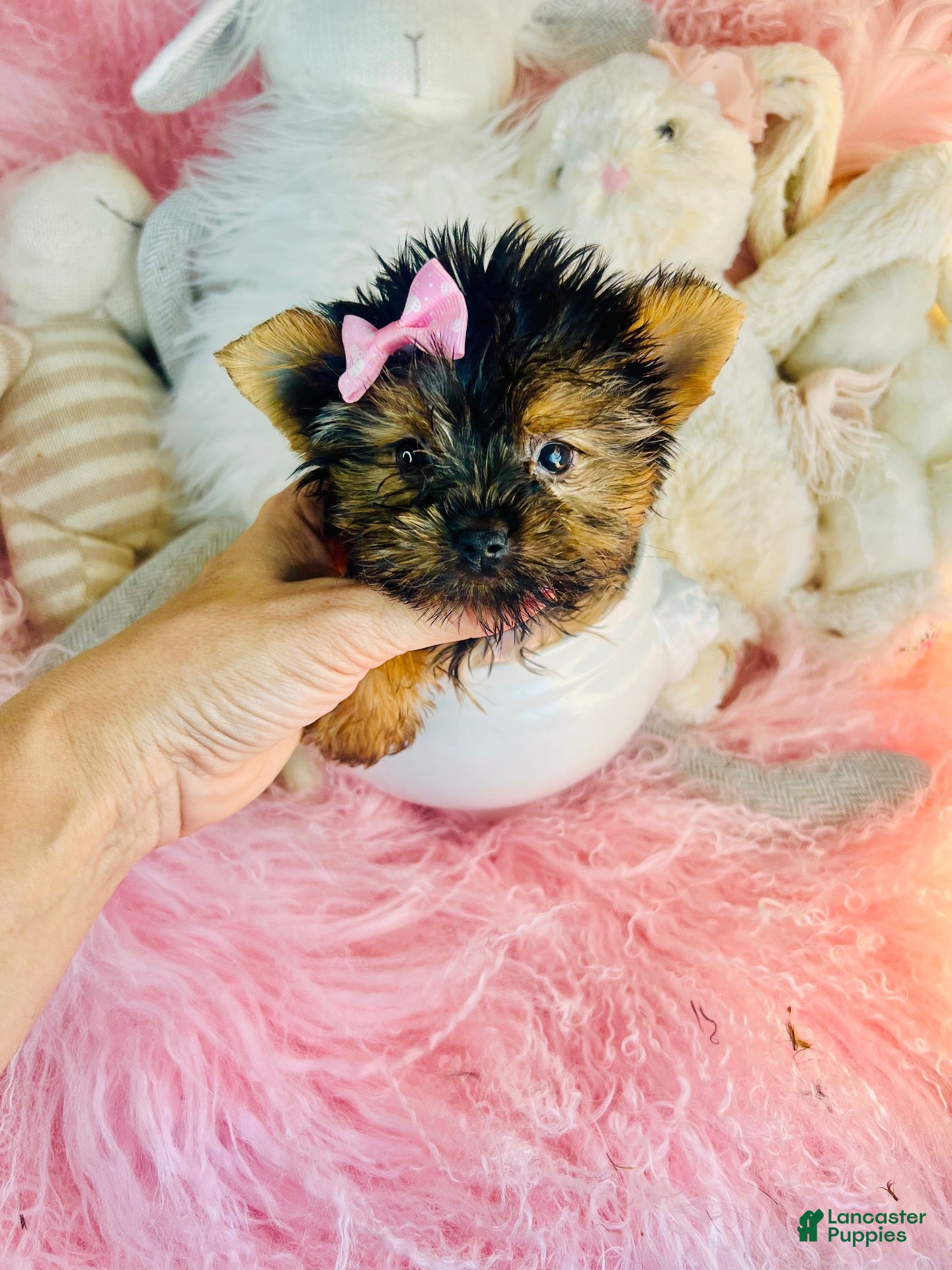Yorkshire Terrier dogs Teacup Yorkshire Terrier 1 - Ad 2