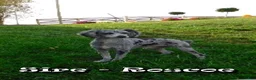 Mini Aussiedoodle dogs for sale: Sandy - Ad 11