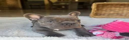 French Bulldog dogs for sale: Teddy - Ad 16