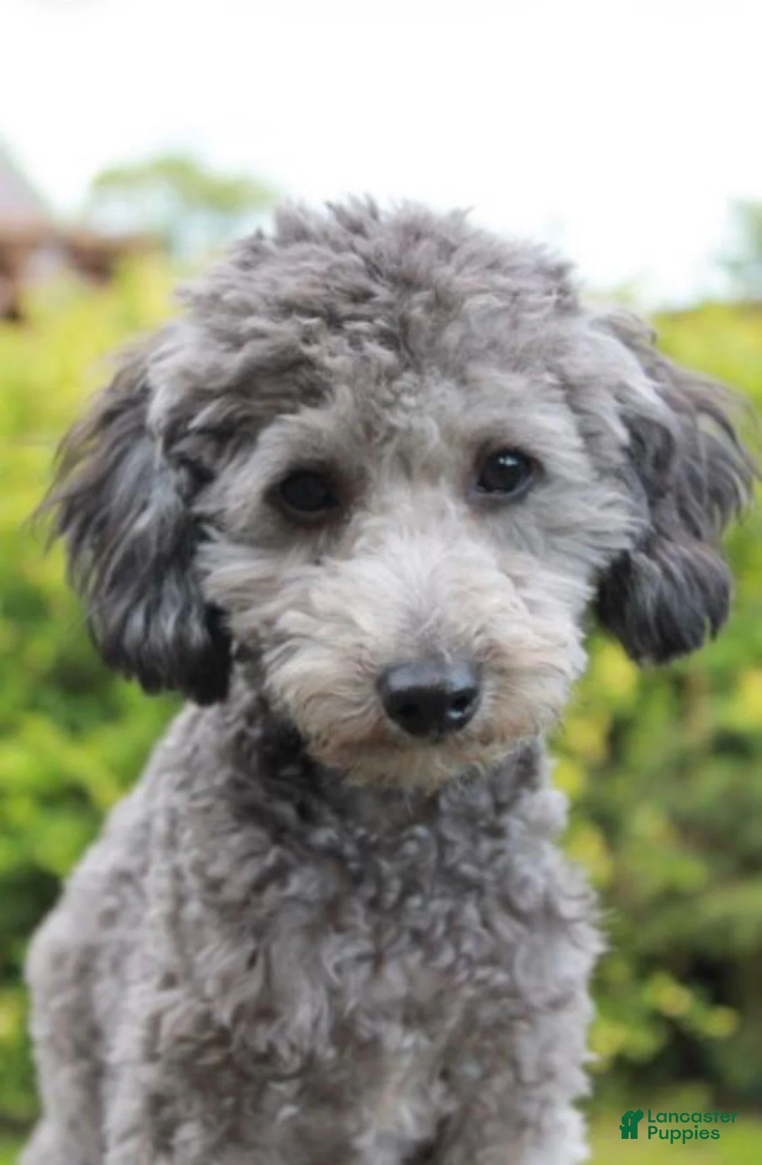 Mini Goldendoodle dogs for sale: Millie - Ad 4