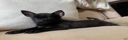 Chihuahua dogs for sale: Stew  - Ad 3