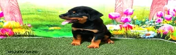 Rottweiler dogs for sale: Bella - Ad 3