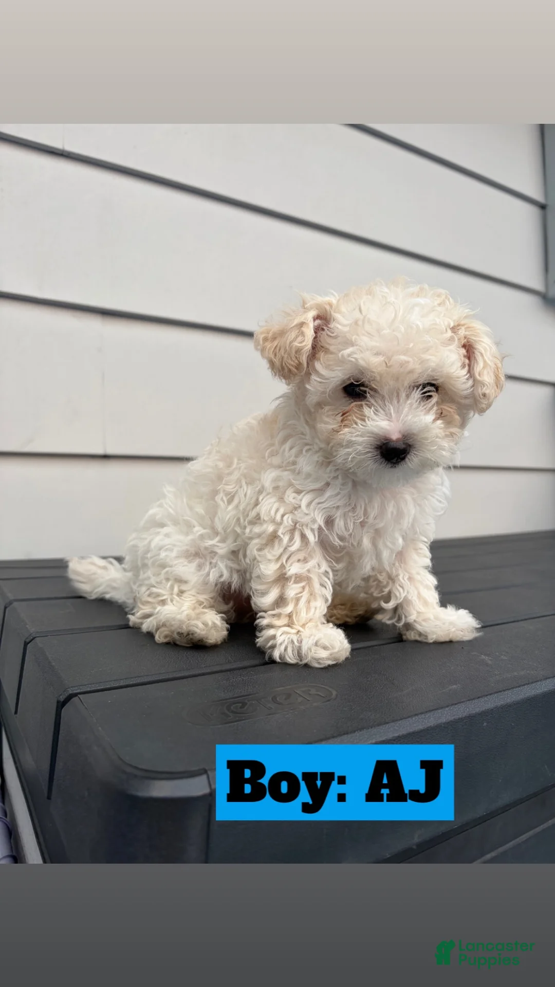 Toy Poodle dogs for sale: Toy Poodle 1 - Ad 2