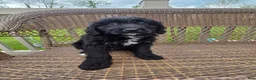 Bernedoodle dogs for sale: Bernedoodle Puppy 3 - Ad 14