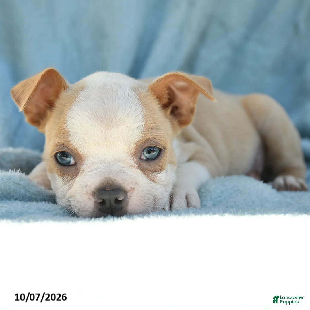 Boston Terrier dogs for sale: Simba - Ad 5