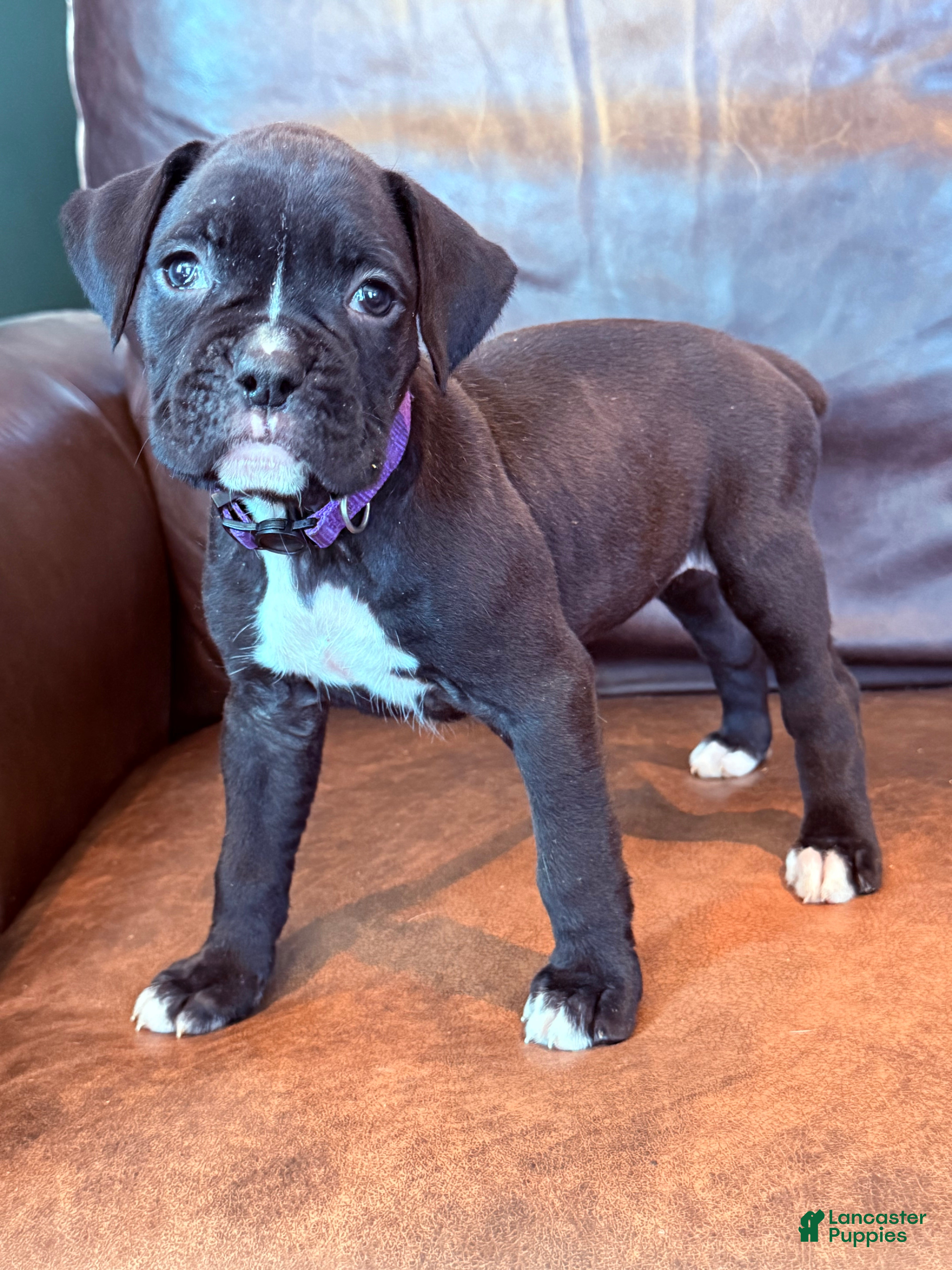Boxer dogs Mia - Ad 2