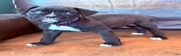 Boxer dogs for sale: Mia - Ad 2