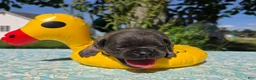 Olde English Bulldogge dogs for sale: Porter - Ad 1