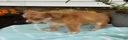 Chihuahua dogs for sale: Tillie - Ad 11