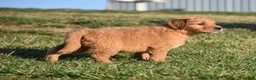 Golden Retriever dogs for sale: Rollie         Genetic/OFA - Ad 8