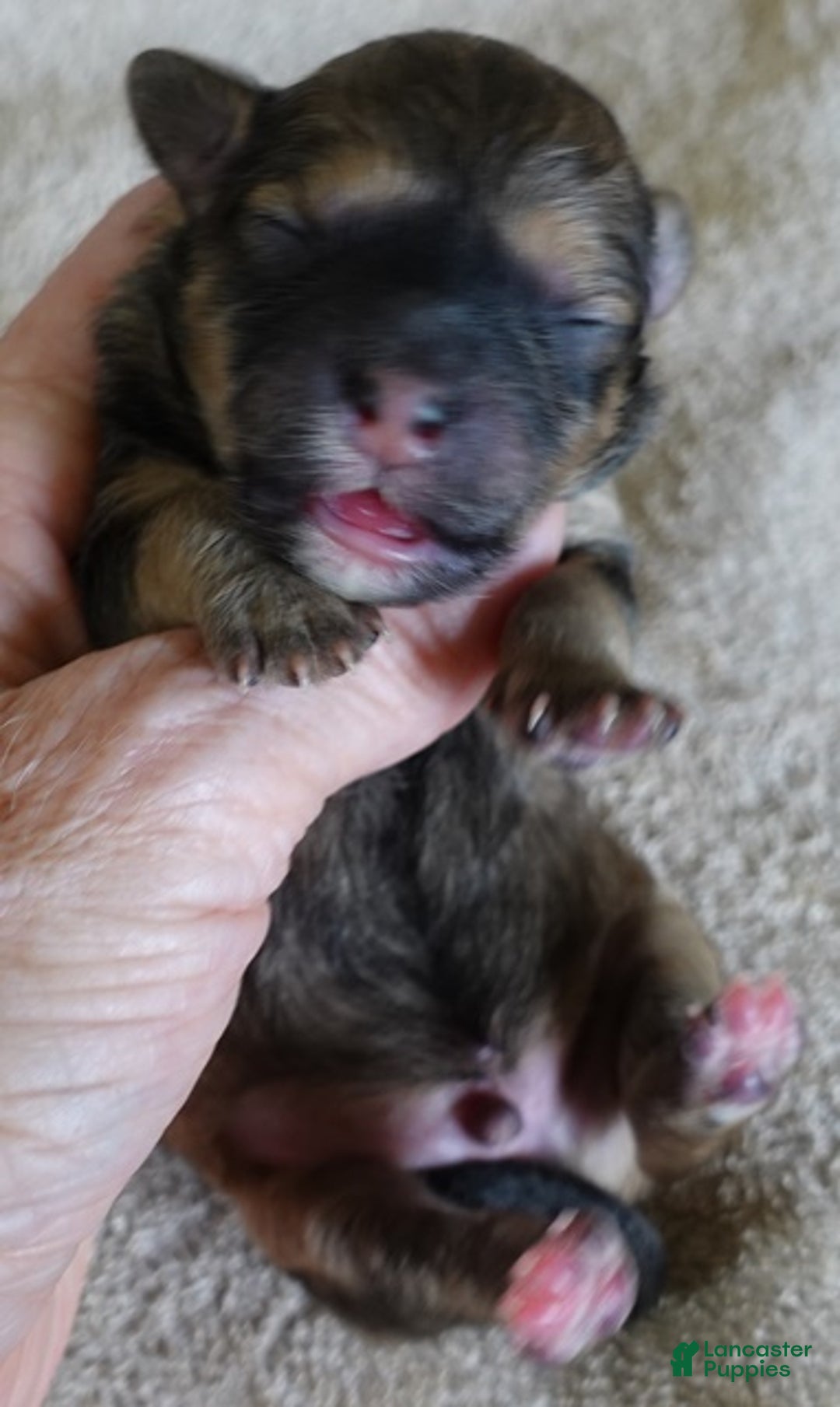 Maltipoo dogs for sale: River - Ad 2