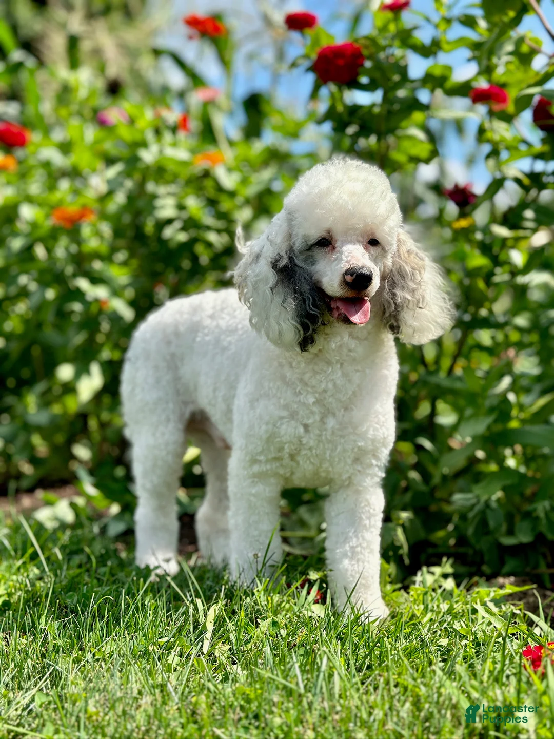 Mini Bernedoodle dogs for sale: Koda - Ad 9