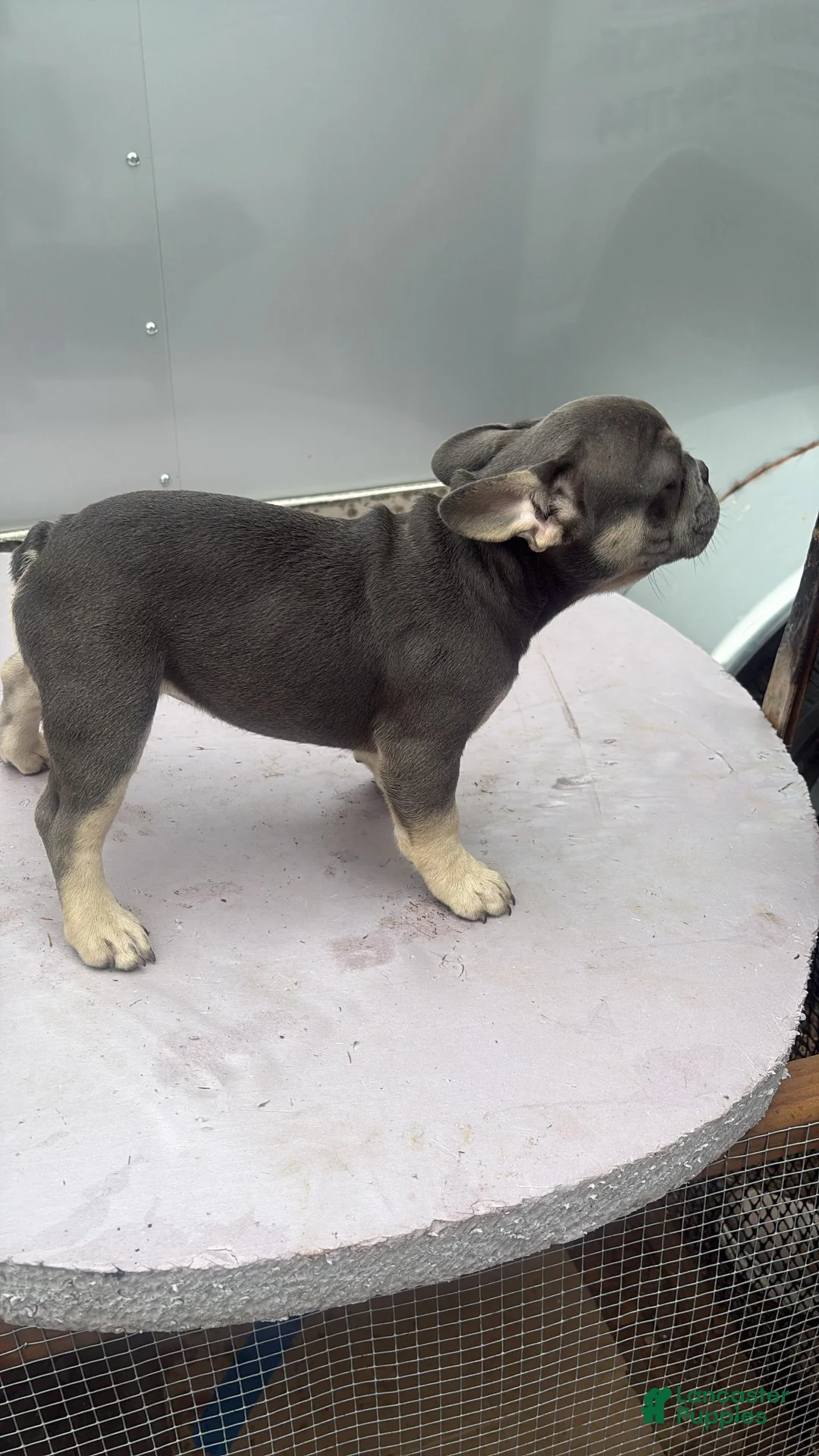 French Bulldog dogs for sale: French Bulldog 3 - Ad 2