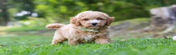 Mini Goldendoodle dogs for sale: Bryce - Ad 3