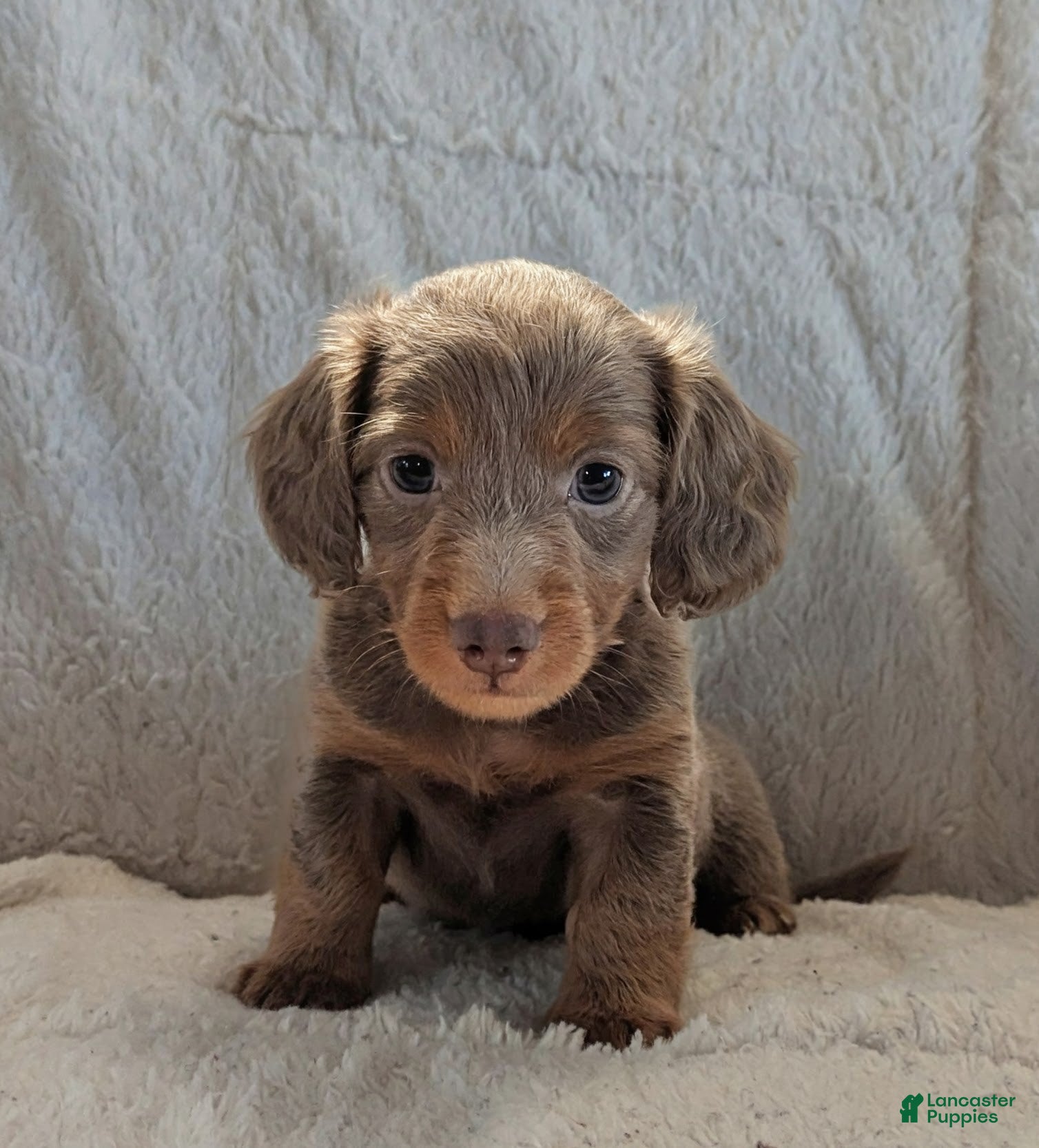 Doylestown Pa Almost Home Dogs Chihuahua Puppies Chihuahua Foster