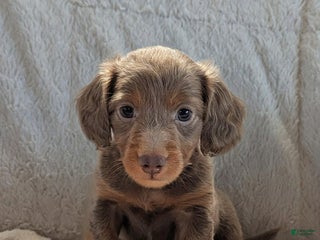 Miniature Dachshund dogs - Ad 35