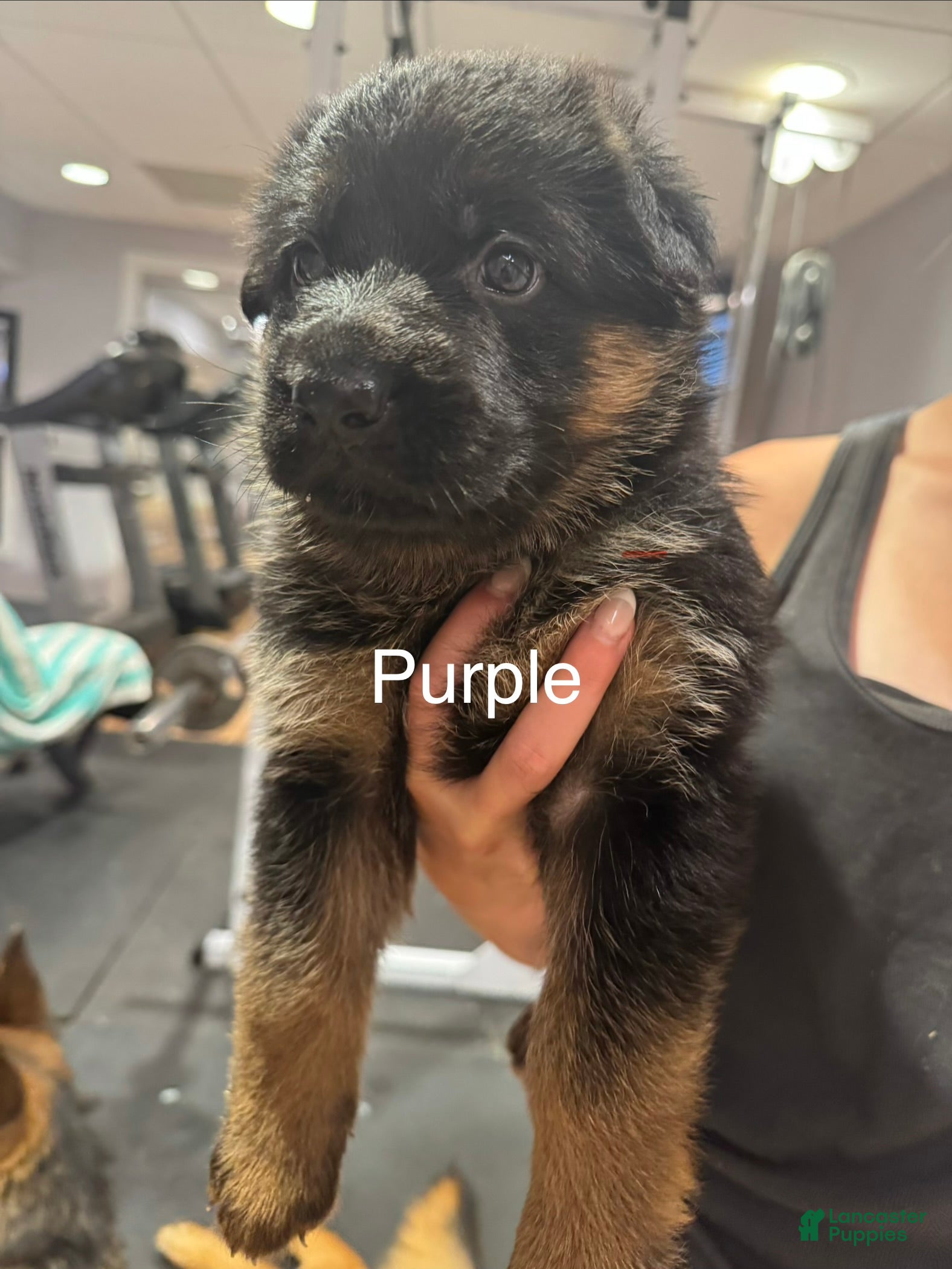 German Shepherd dogs Purple - Ad 1