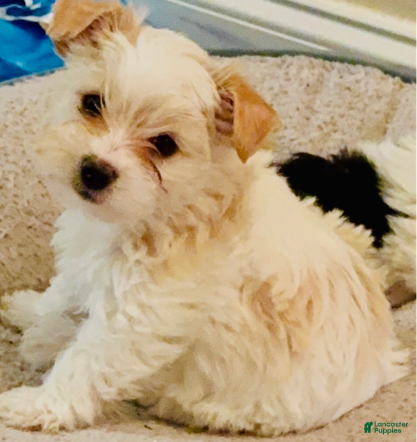 Yorkshire Terrier dogs Emma - Ad 2