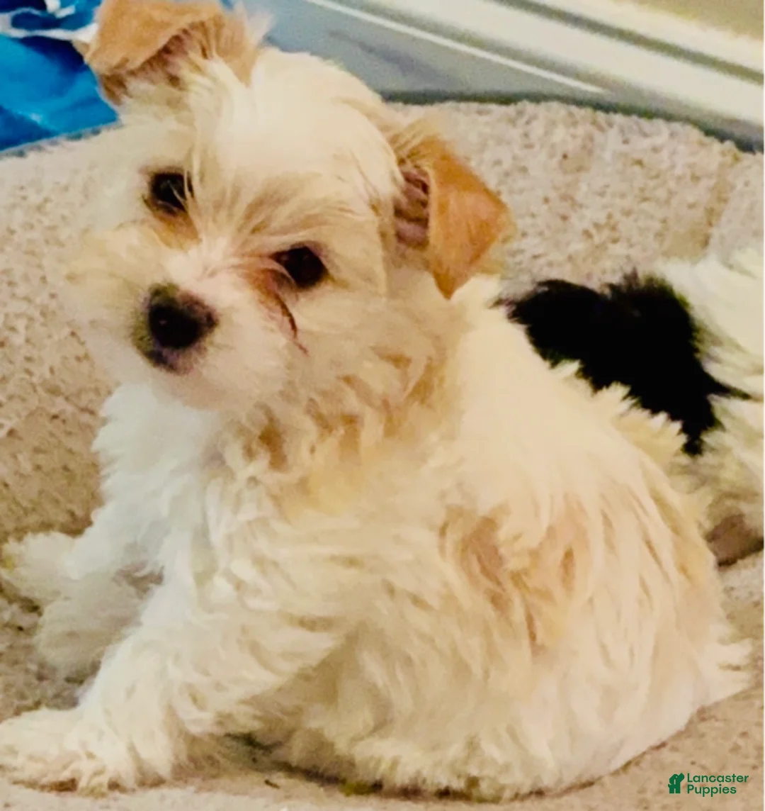 Yorkshire Terrier dogs for sale: Emma - Ad 2
